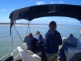 Birdwatching de barco no Parque Natural da Ria Formosa